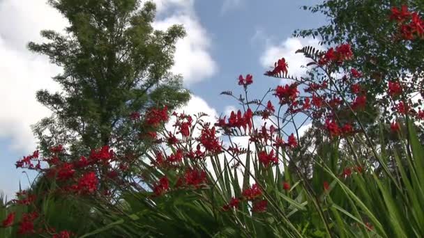 Filmagem de estoque - Flores em Bloom — Vídeo de Stock