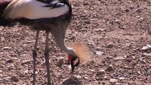 Svart krönt crane — Stockvideo