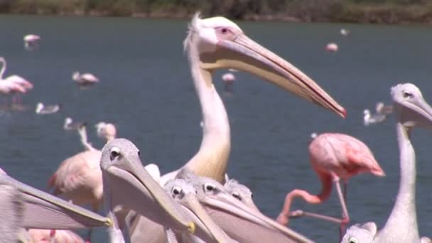 Belos pelicanos — Vídeo de Stock