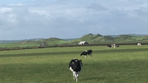 Koeien in een veld — Stockvideo