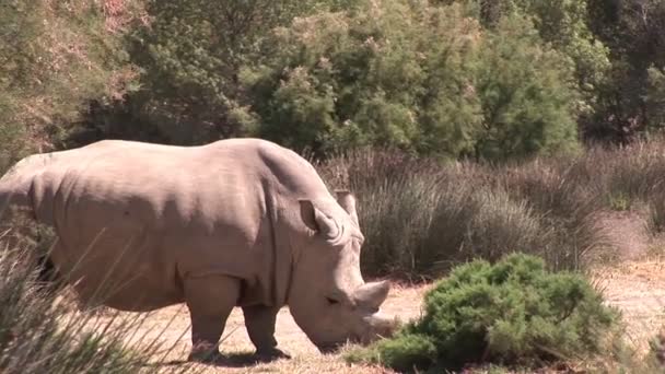 Nijlpaard in het wild — Stockvideo