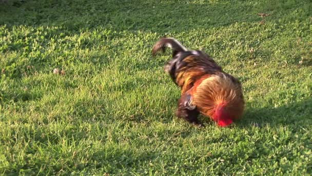 Aves de capoeira ao ar livre — Vídeo de Stock