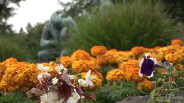 Stock Footage - Clare in Ireland — Stock Video