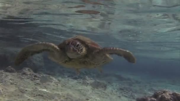 Underwater Turtle — Stock Video