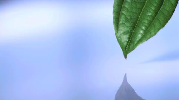 Water drop in super slow motion falling off leaf — Stock Video