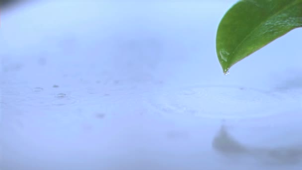 Pluie sur une feuille au ralenti — Video