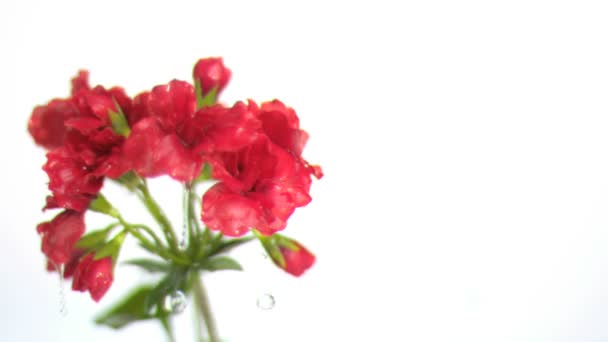 Goteo de agua en las flores en cámara súper lenta — Vídeo de stock
