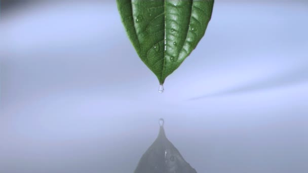 Drop on a leaf in super slow motion — Stock Video