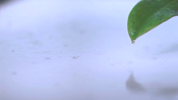 Regen auf einem Blatt in Superzeitlupe — Stockvideo
