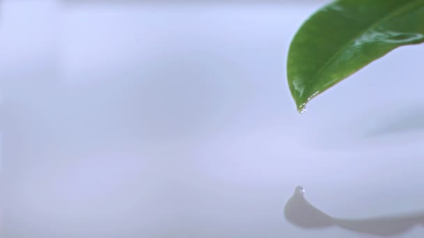 Droplet faller av spetsen på ett blad i super slow motion — Stockvideo