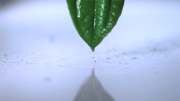 上一片叶子在超级慢动作的雨 — 图库视频影像