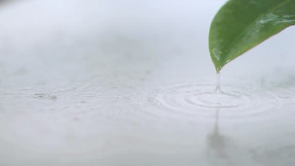 在超级慢动作叶上的雨 — 图库视频影像