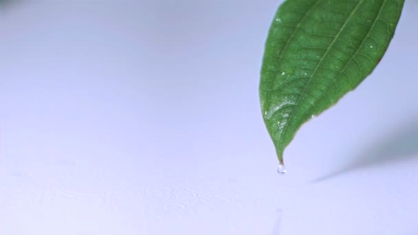 Drizzle on leaf in super slow motion — Stock Video