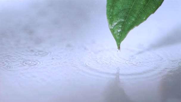 Piccolo gocciolamento che cade in super slow motion su una foglia — Video Stock