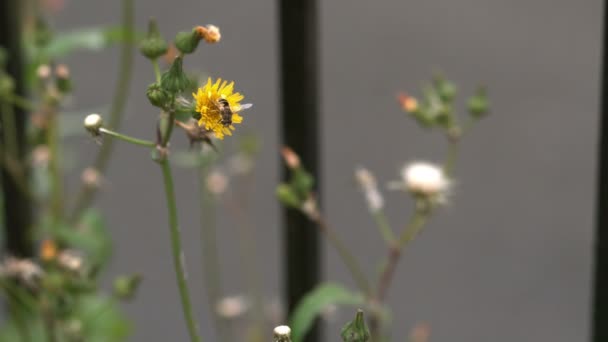 Abeja volando alrededor de la flor — Vídeo de stock