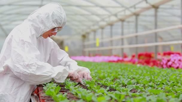 Vrouw in beschermende pak controleren de planten — Stockvideo