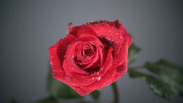 Goutte de pluie coulant sur une rose rouge — Video