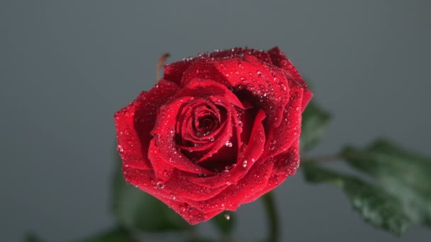 Gota de lluvia que fluye sobre una rosa sobre un fondo negro — Vídeos de Stock