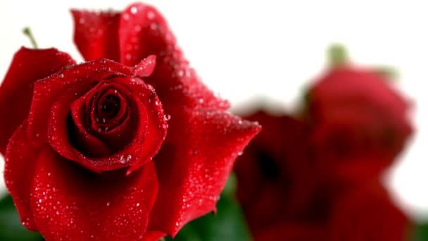 Gota de lluvia cayendo sobre una rosa roja — Vídeo de stock