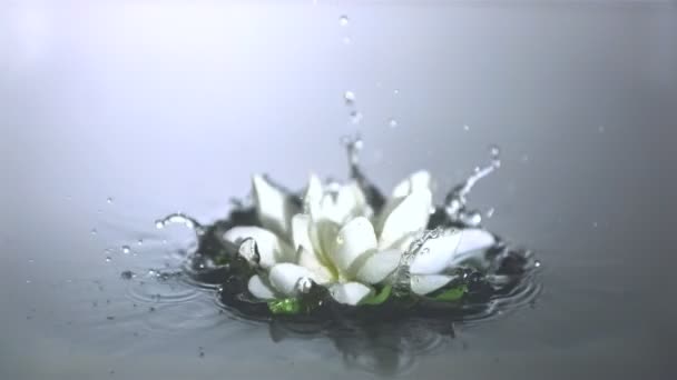 Lilienknospe fällt ins Wasser — Stockvideo