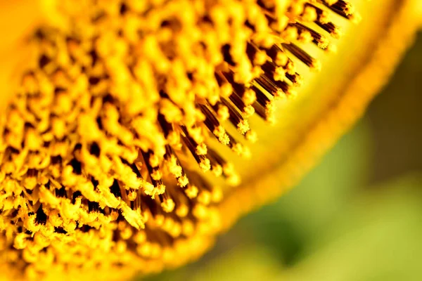 Blühender Sonnenblumenkorb aus nächster Nähe. — Stockfoto