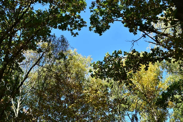 Coronas de árboles contra el cielo azul . — Foto de Stock