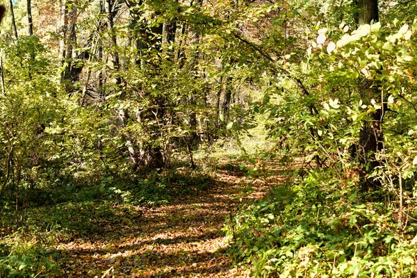 Een bospad bezaaid met droge gele bladeren in een loofbos. — Stockfoto