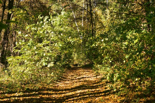 Lesní stezka posetá suchými žlutými listy mezi stromy. — Stock fotografie