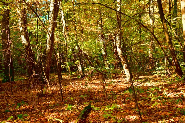 Herfstbos, omgevallen bladeren op de grond. — Stockfoto