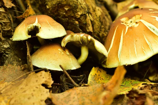 El primer plano de las setas hongos que crecen en un cáñamo en un grupo. — Foto de Stock