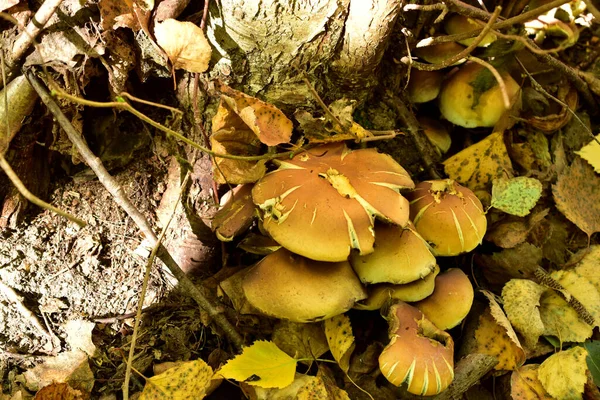 Tipo de cogumelos que crescem em um cânhamo em um grupo. — Fotografia de Stock