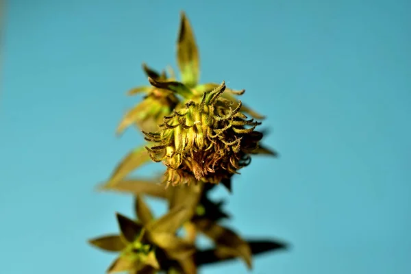 Макрознімок невідомої осінньої квітки . — стокове фото