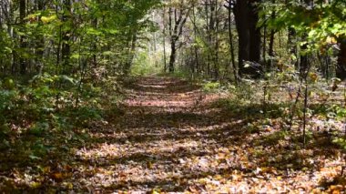 Sonbaharda ağaçların arasından geçen orman yolu.