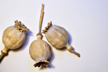 Kuru, olgun haşhaş sepetleri beyaz üzerine.