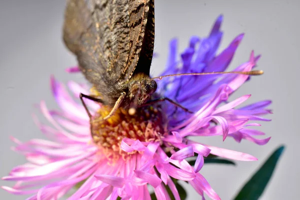 Motyl siada na różowy kwiat. — Zdjęcie stockowe