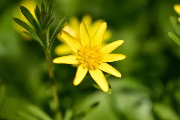 Dokuz taç yaprağı olan sarı bir orman çiçeği.. — Stok fotoğraf