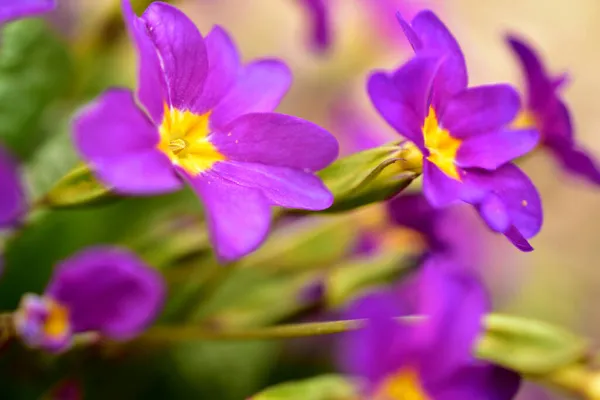 Wiosna delikatne purpurowe kwiaty nie zapomnij mnie — Zdjęcie stockowe