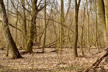 İlkbaharın başlarında çekilen nadir bir yaprak döken orman..