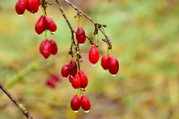 Wizerunek Czerwonych Owoców Dogwood Pozostających Gałęziach Drzewa Pokrytego Kroplami Deszczu — Zdjęcie stockowe