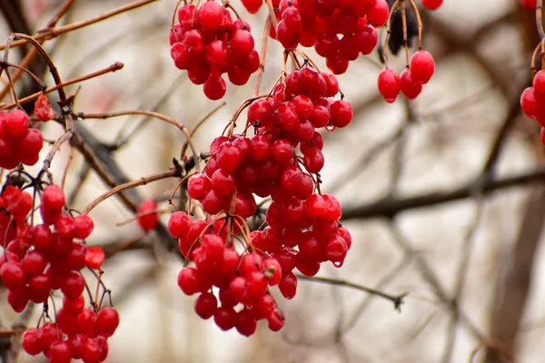 Picture Shows Red Fruits Viburnum Forgotten Branches Tree — Stock Photo, Image