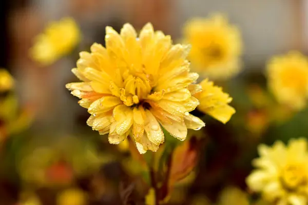 Arka Planda Sarı Bir Aster Çiçeği Resmedilmiş Yaprakların Üzerine Yağmur — Stok fotoğraf