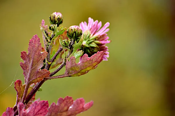 Imagen Fondo Compuesta Por Una Flor Primer Plano —  Fotos de Stock