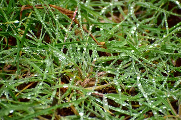 Das Bild Zeigt Grünes Gras Dessen Blätter Mit Silbernen Regentropfen — Stockfoto