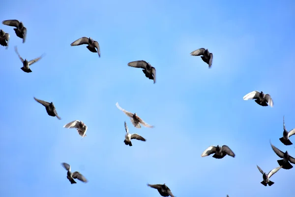 Képen Egy Kis Galambcsorda Repül Kék Hátterében — Stock Fotó