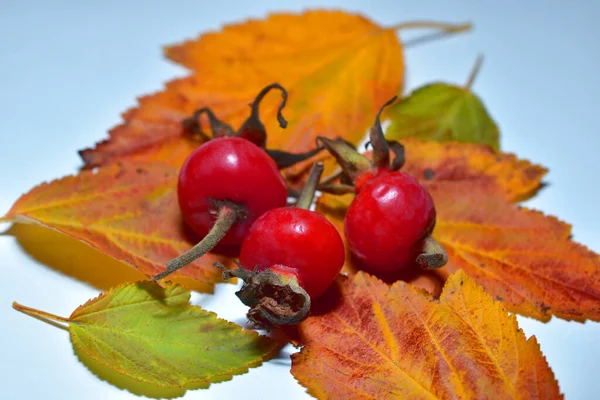 Picture Red Rose Hips Lie Dry Yellow Leaves — Stock Photo, Image