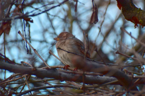 Moineau Solitaire Est Assis Tranquillement Sur Les Branches Intérieur Arbre — Photo