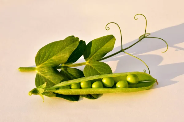 Sobre Una Mesa Blanca Yace Una Vaina Guisantes Verdes Tallo — Foto de Stock