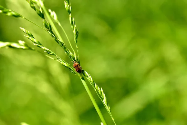 Pequeno Besouro Fedorento Senta Nas Folhas Grama Verde — Fotografia de Stock