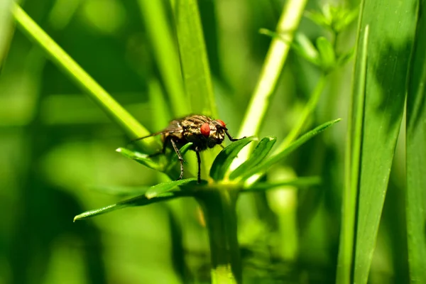 Сіра Муха Коричневими Очима Сидить Листі Зеленої Трави — стокове фото