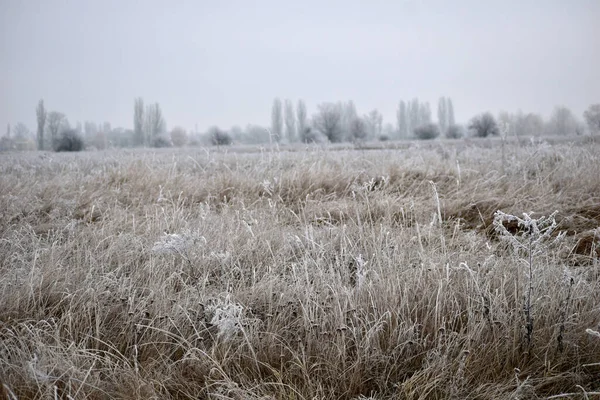 路上和树上剩下的干枯的黄草被霜冻覆盖着 — 图库照片